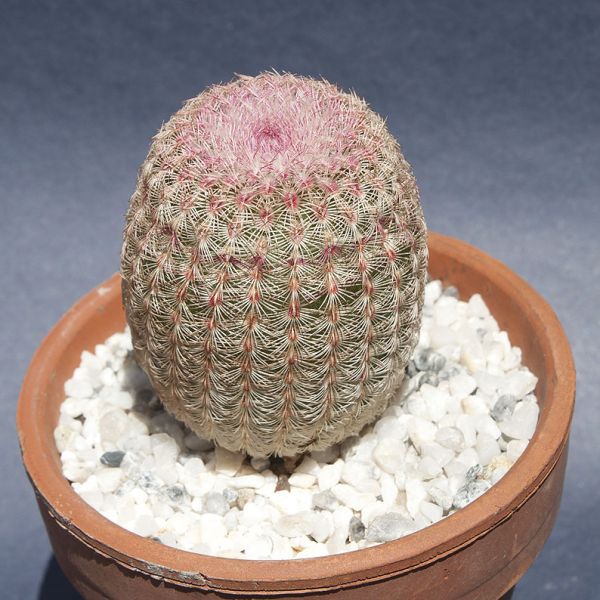 Файл:Echinocereus rigidissimus ssp. rigidissimus 27.jpg