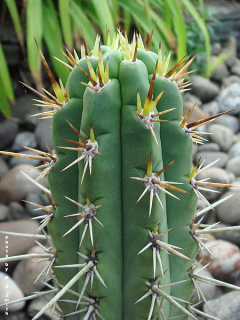 Echinopsis peruviana.jpg