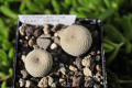 Epithelantha bokei SB 416
