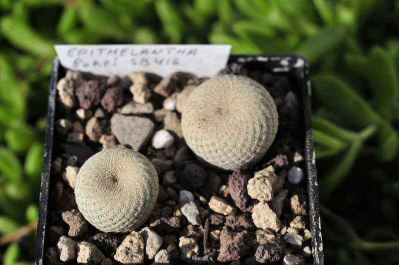 Файл:Epithelantha bokei SB-416.jpg