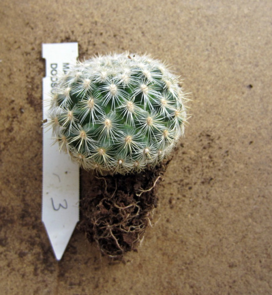 Файл:Mammillaria deherdtiana ssp. dodsonii 2.jpg