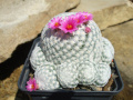 Mammillaria humboldtii 2.jpg