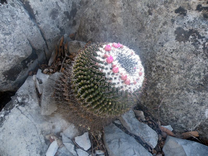 Файл:Mammillaria orcutii 2.jpg
