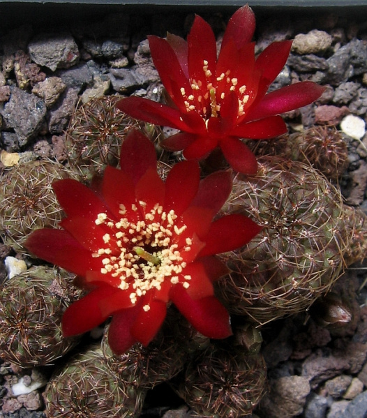 Файл:Rebutia canigueralii 5.jpg