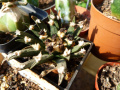 Ariocarpus agavoides 3.jpg