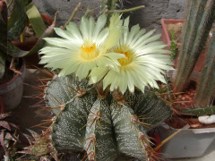 Astrophytum ornatum.jpg