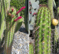Cleistocactus plagiostoma