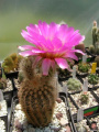 Echinocereus reichenbachii ssp. baileyi 2.jpg