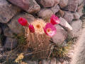 Echinopsis tarijensis ssp. tarijensis 1.jpg