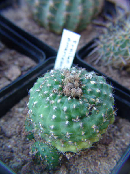 Файл:Frailea perumbilicata 01.jpg