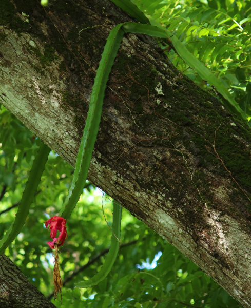 Файл:Hylocereus monacanthus 1h.jpg