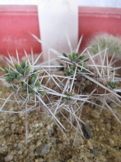 Maihuenia poeppigii 1.jpg