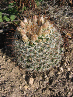Mammillaria barbata 0.jpg