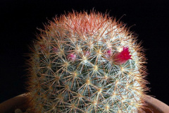 Mammillaria berkiana 309.jpg
