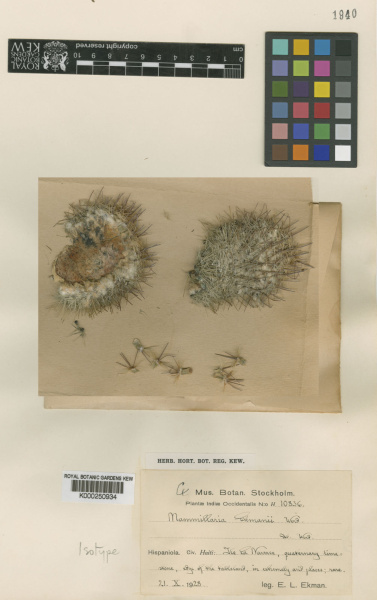 Файл:Mammillaria ekmanii 1888.jpg