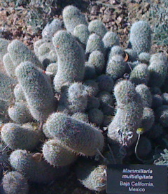 Mammillaria multidigita DBG.jpg
