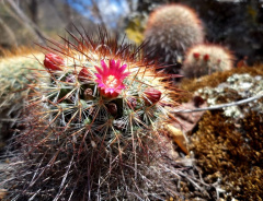 Mammillaria nunezii 00716A.jpg