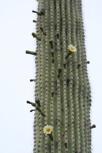 Файл:Neobuxbaumia mezcalaensis 1.JPG