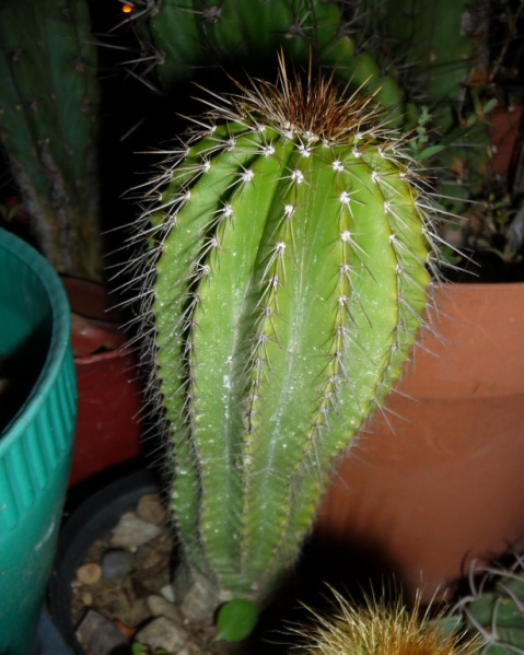 Файл:Neobuxbaumia polyloopha 5.JPG