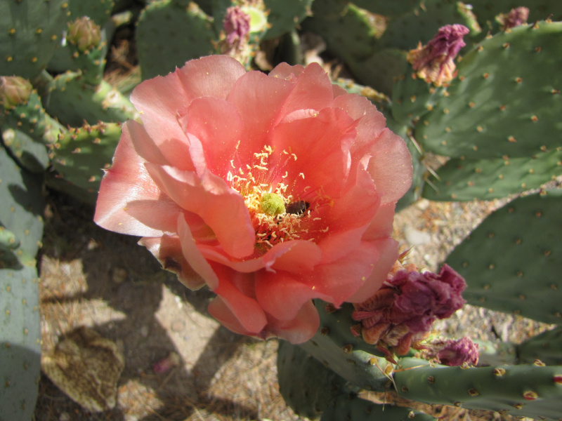 Файл:Opuntia phaeacantha 4h.jpg