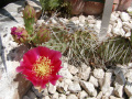Opuntia phaeacantha var. rubra.jpg