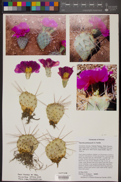 Файл:Opuntia pinkavae herb.jpg