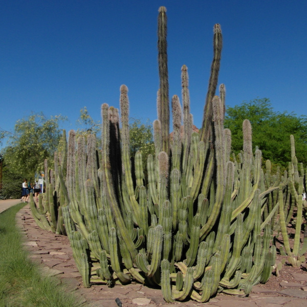 Файл:Pachycereus schottii 2.JPG