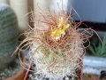 Parodia aureicentra