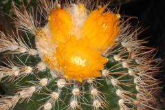 Parodia ocampoi pm1.JPG