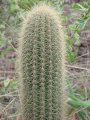 Pilosocereus vilaboensis