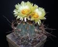 Astrophytum capricorne var. senile f. aureum