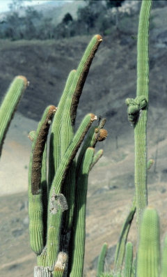 Coleocephalocereus pluricostatus.JPG