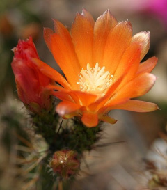 Corryocactus squarrosus.jpg