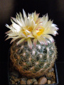 Coryphantha vaupeliana 2.JPG