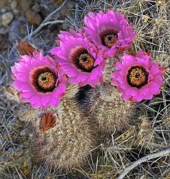 Echinocereus chisosensis 1.jpg