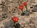 Echinopsis calorubra 3h.jpg