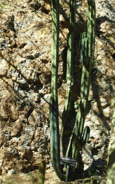 Файл:Echinopsis pachanoi 5.JPG