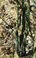 Echinopsis pachanoi 5.JPG