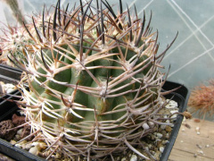 Eriosyce umadeave.jpg