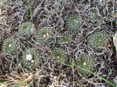 Frailea schilinzkyana 641.JPG