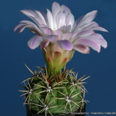 Gymnocalycium monvillei subs. achirasense var. orientale 13112.jpg