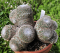 Mammillaria crucigera