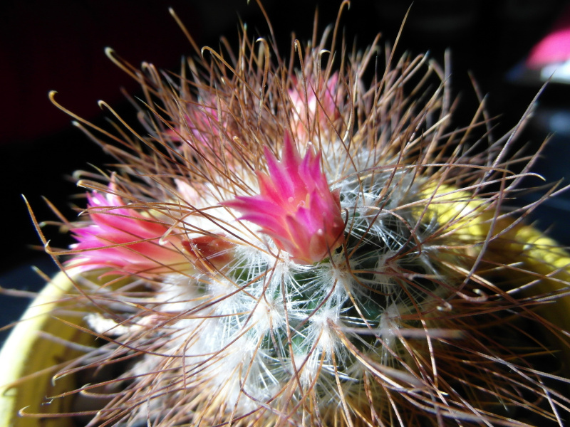 Файл:Mammillaria rekoi ssp. leptacantha 6.JPG