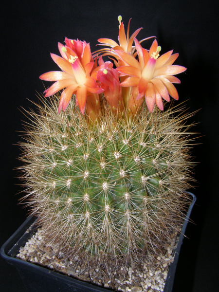 Файл:Matucana haynei ssp. myriacantha 3.JPG