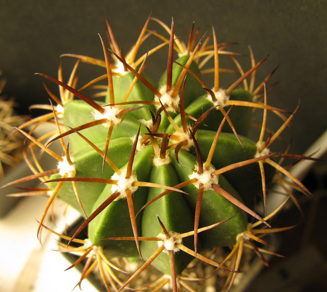 Файл:Melocactus zehntneri v.canescens HU473 1.jpg