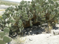 Opuntia rufida
