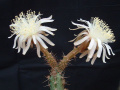 Peniocereus cuixmalensis