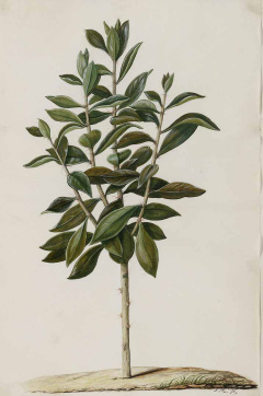 Pereskia guamacho F.A.C.Weber.jpg