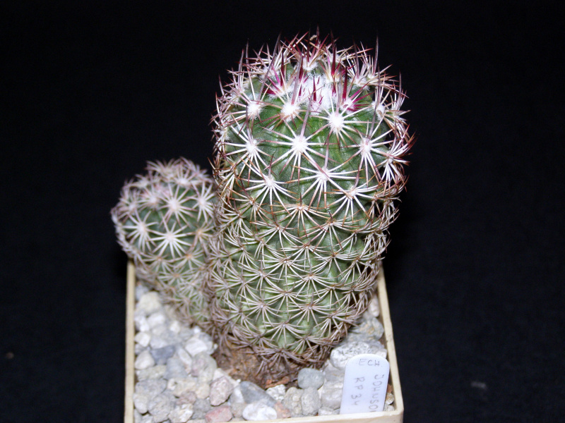 Файл:Sclerocactus johnsonii 1.JPG