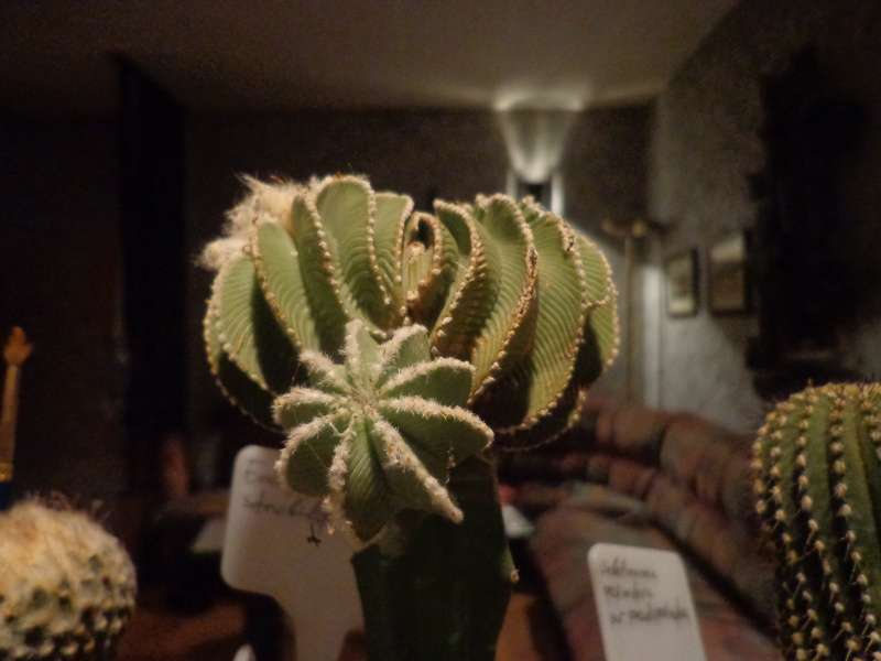 Файл:Aztekium hintonii 2.jpg